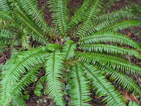 Timothy McNitt · CC BY 4.0 · GBIF