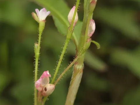 Petra Holland · CC BY 4.0 · GBIF