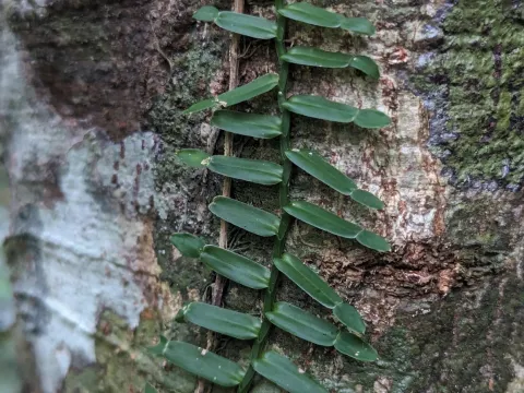 Zoltán Stekkelpak · CC0 1.0 · GBIF