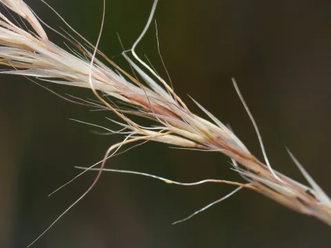 Kym Nicolson · CC BY 4.0 · GBIF