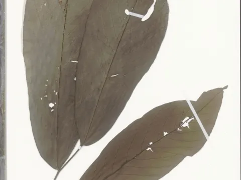 Naturalis Biodiversity Center · CC0 1.0 · GBIF