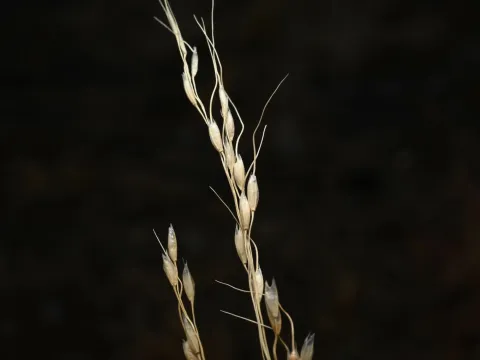 Anders Hastings · CC BY 4.0 · GBIF