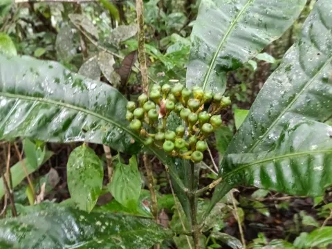 Guillaume Delaitre · CC BY 4.0 · GBIF