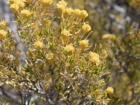 Justin Ponder · CC BY 4.0 · GBIF