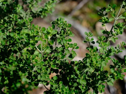 Peter Crowcroft · CC BY 4.0 · GBIF