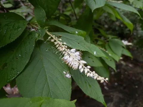 Scott Morris · CC BY 4.0 · GBIF