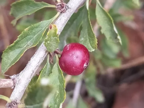 Алексей Ябс · CC0 1.0 · GBIF