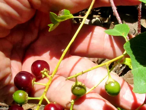 Jim · CC0 1.0 · GBIF