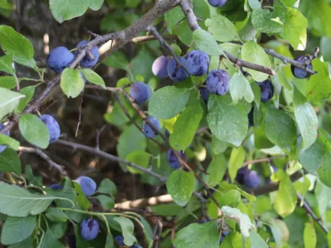 Unknown · CC BY 4.0 · GBIF