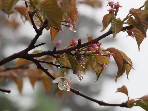 Yoshimasa Uchiyama · CC BY 4.0 · GBIF