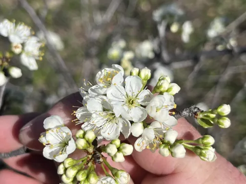 Cody Stricker · CC BY 4.0 · GBIF