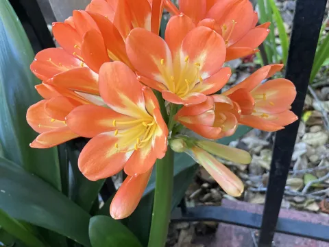 Noelle Rudolph · CC BY 4.0 · GBIF