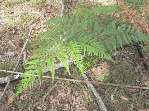 Scott W. Gavins · CC BY 4.0 · GBIF