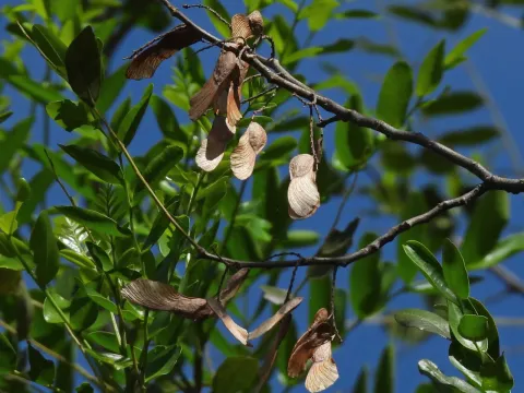 Hugo Hulsberg · CC0 1.0 · GBIF