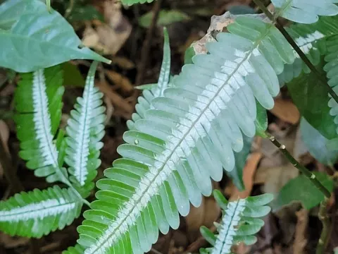 Pranav Chandra Bose · CC BY 4.0 · GBIF