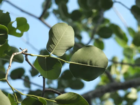 Siddarth Machado · CC BY 4.0 · GBIF