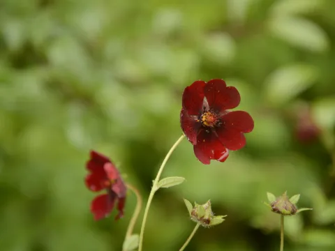 Siddarth Machado · CC BY 4.0 · GBIF
