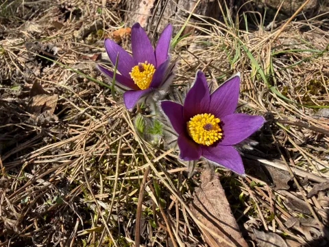 FloraJenensis · CC BY 4.0 · GBIF