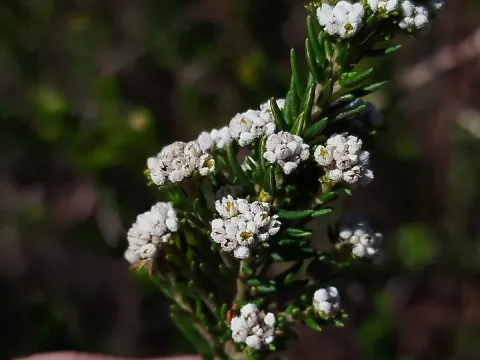 Amy Riordan · CC BY 4.0 · GBIF