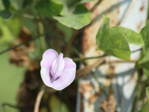 sucker69420 · CC BY 4.0 · GBIF