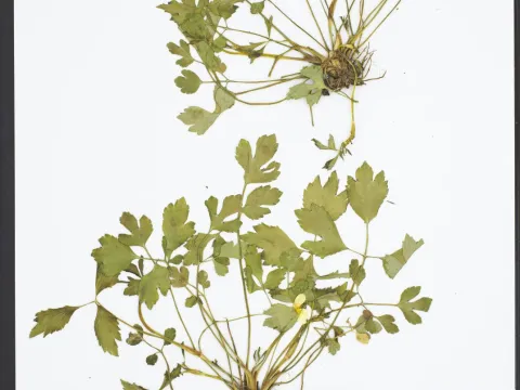 University of Tennessee Vascular Herbarium (TENN-) · CC0 1.0 · GBIF