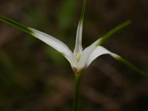 Anders Hastings · CC BY 4.0 · GBIF