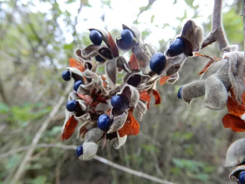 Seema Merchant · CC BY 4.0 · GBIF