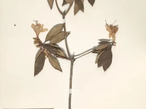 Naturalis Biodiversity Center · CC0 1.0 · GBIF