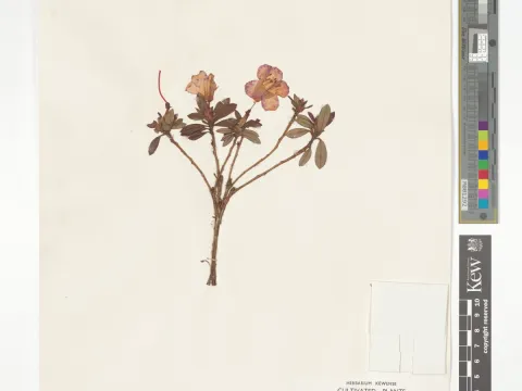 Royal Botanic Gardens, Kew · CC BY 4.0 · GBIF