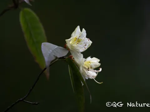 Wang.QG · CC BY 4.0 · GBIF