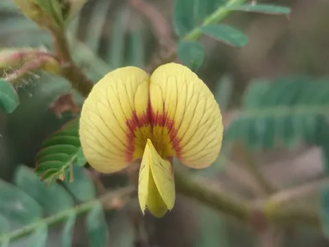 Sinaloa Silvestre · CC0 1.0 · GBIF
