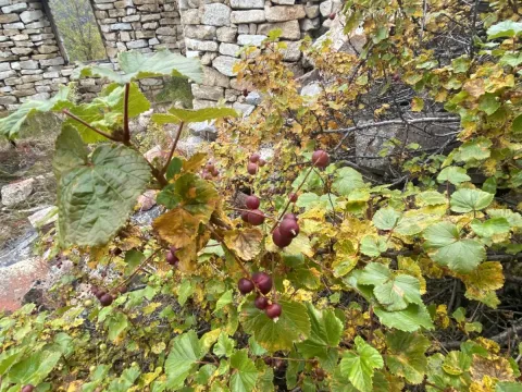 Maria Khoreva · CC BY 4.0 · GBIF