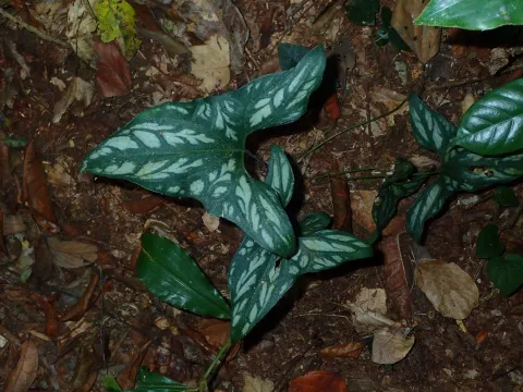 Julien Renoult · CC BY 4.0 · GBIF