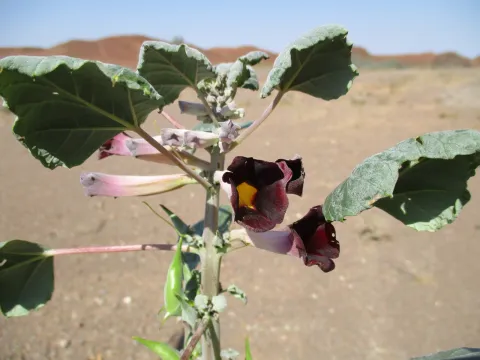 dune_ninja · CC0 1.0 · GBIF