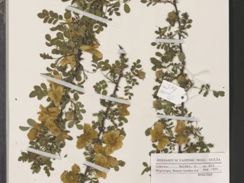 Naturalis Biodiversity Center · CC0 1.0 · GBIF