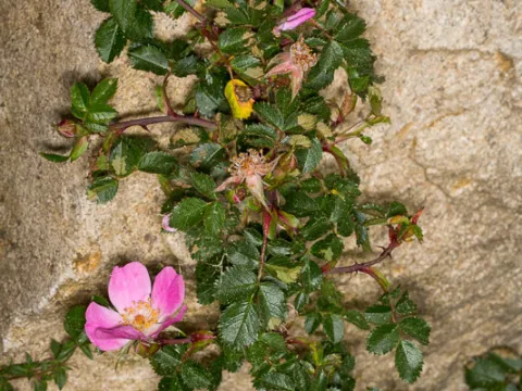 Drepanostoma · CC BY 4.0 · GBIF