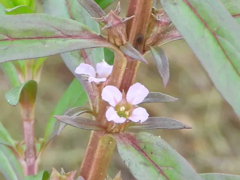Sinaloa Silvestre · CC0 1.0 · GBIF