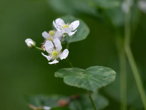 Stanislav Murashkin · CC BY 4.0 · GBIF