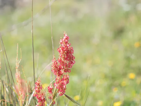 Eleftherios Katsillis · CC BY 4.0 · GBIF
