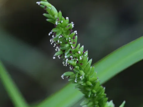Samuel A Schmid, PhD, PWS · CC BY 4.0 · GBIF