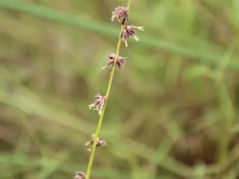 Erwin Sieben · CC0 1.0 · GBIF