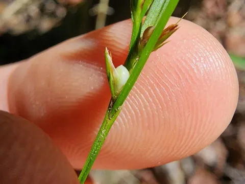 Étienne Léveillé-Bourret · CC BY 4.0 · GBIF