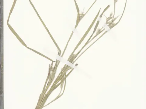 Naturalis Biodiversity Center · CC0 1.0 · GBIF