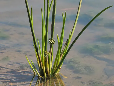 Roland Muench · CC BY 4.0 · GBIF