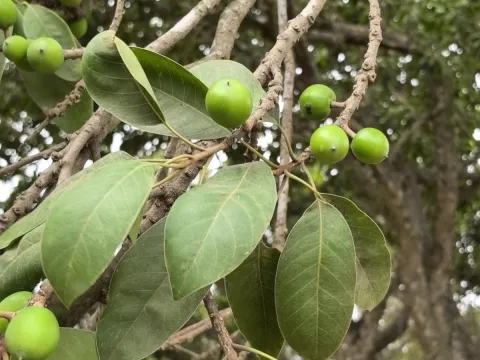 Sinaloa Silvestre · CC0 1.0 · GBIF