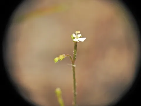 Scott W. Gavins · CC BY 4.0 · GBIF