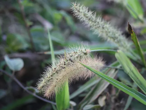 Guillaume Delaitre · CC BY 4.0 · GBIF