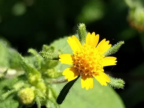 Sinaloa Silvestre · CC0 1.0 · GBIF