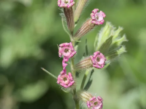 Daniel Cahen · CC BY 4.0 · GBIF