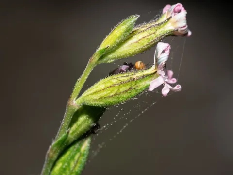 Eleftherios Katsillis · CC BY 4.0 · GBIF